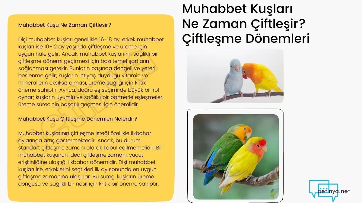 muhabbet kuslari ne zaman ciftlesir muhabbet kusu ciftlesme donemleri