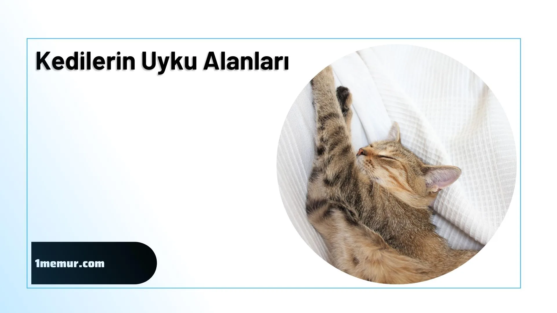 kedilerin uyku alanlari