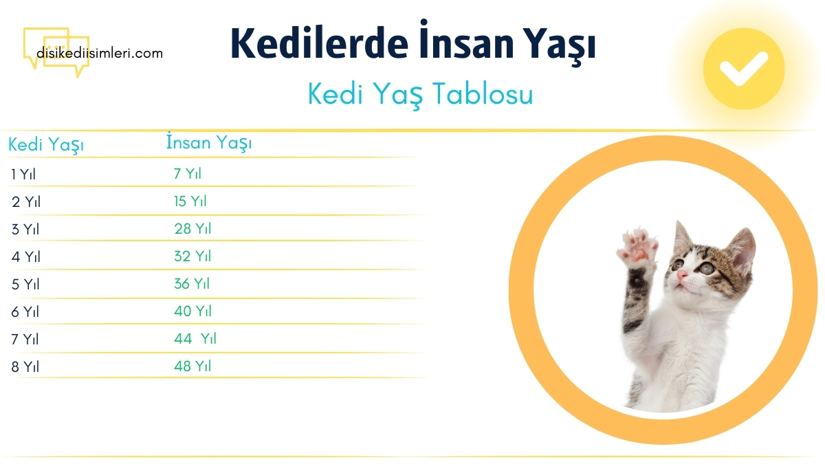 Kedi Yaşı Hesaplama